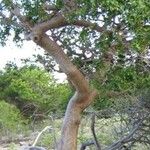 Bursera simaruba ശീലം