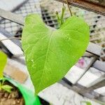 Ipomoea tricolorΦύλλο