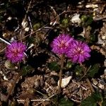 Allionia incarnata Habit