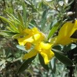 Genista linifolia Цветок