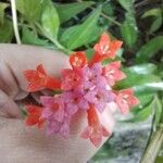 Bouvardia ternifolia Кветка