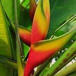 Heliconia bihai Flor