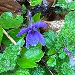 Viola reichenbachiana Leaf