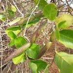 Mascarenhasia arborescens Otro