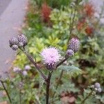 Cirsium arvense Blomst