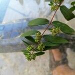 Euphorbia nutans Φύλλο