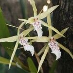 Miltonia flavescensKvet