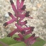 Fumaria muralis Fiore
