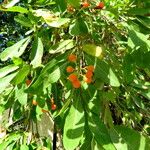 Pittosporum undulatum Blad