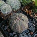 Euphorbia obesa ফুল
