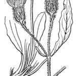 Hieracium armerioides