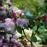 Rhododendron callimorphum Blüte