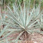 Agave fourcroydes Листок