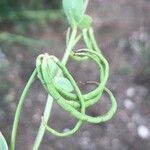 Coronilla scorpioides Fruit