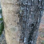 Diospyros salicifolia 树皮