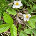 Fragaria viridis Õis