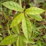 Ipomoea cairica ഇല