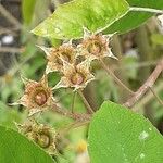 Amelanchier × lamarckii പുഷ്പം