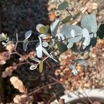 Eucalyptus cinerea Облик