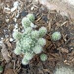 Mammillaria gracilis Лист