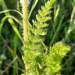 Daucus muricatus Blad