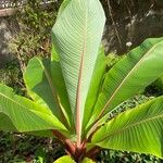 Ensete ventricosum 葉