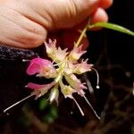 Cavendishia osaensis Flower