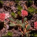 Calyptridium umbellatum ᱛᱟᱦᱮᱸ