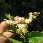 Monodora carolinae Flower