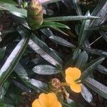 Barleria lupulina Květ