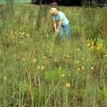 Platanthera ciliaris Tervik taim