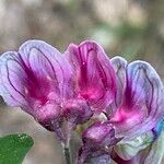 Lathyrus niger Flor