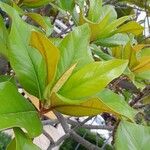 Magnolia grandiflora पत्ता