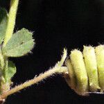 Medicago rigidula ഫലം