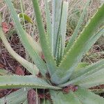 Aloe christianii Hábito