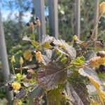 Lantana achyranthifolia Frunză