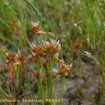 Juncus capitatus Květ