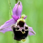 Ophrys fuciflora മറ്റ്