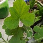 Pelargonium tomentosum Blatt