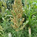 Sorghum bicolor花