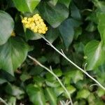 Helichrysum italicumЦвят