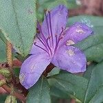 Rhododendron augustinii Flower