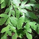 Dracontium polyphyllum Folio