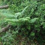 Pteris wallichiana 整株植物