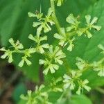 Laportea canadensis Flower