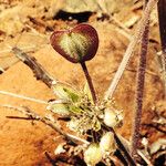 Lomatium dasycarpum Плод