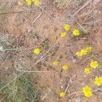 Helianthemum cinereum Flor