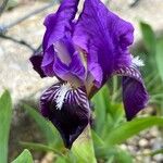 Iris lutescens Цвят