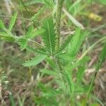 Potentilla recta Blatt