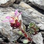 Saxifraga biflora Hábito